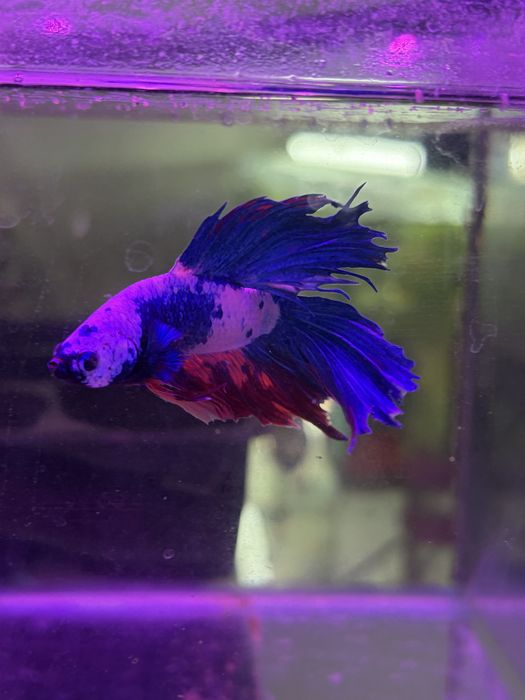 Продаются различные аквариумные рыбы