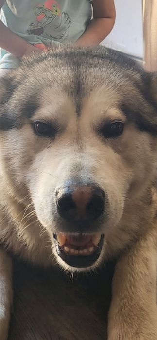 Маламут потерялся пёс