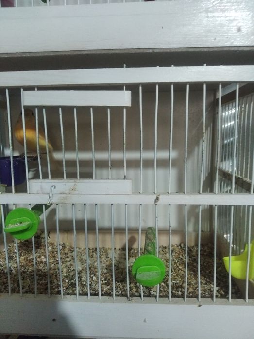 Канарейки 150000 тысяч