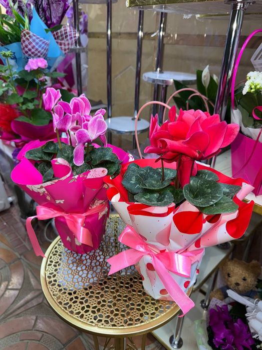 8 mart uchun sovg'aga berish uchun arzon xona gullari