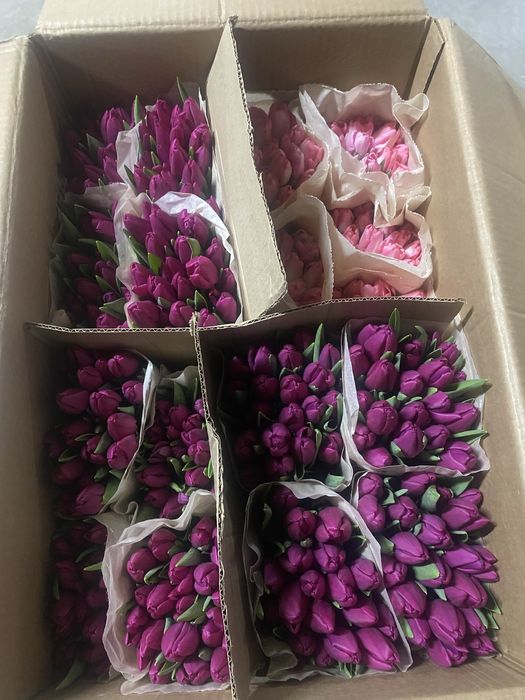 Тюльпаны Склад ОПТОМ