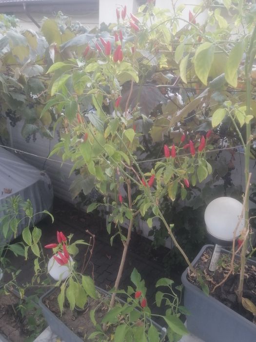 Ardei iute chilli în jardiniera