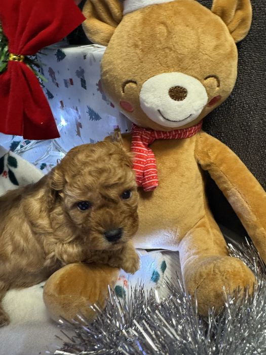 Той пудел/Toy poodle