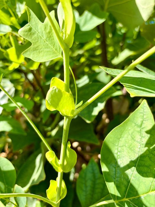 Arborele lalea - Liriodendron tulipifera