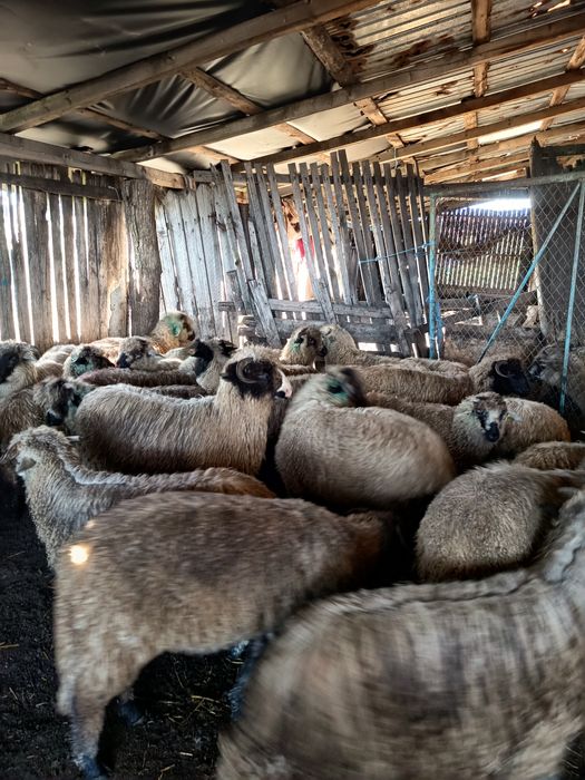 De vânzare 12 berbecuți de anul acesta