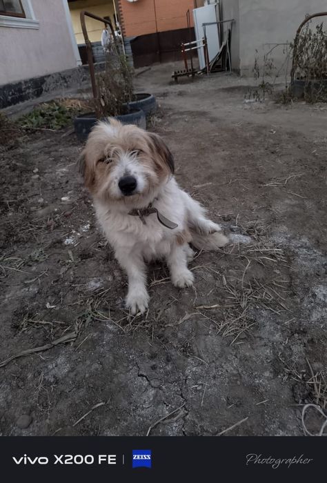 Собака даром оддам хорошие рукахх