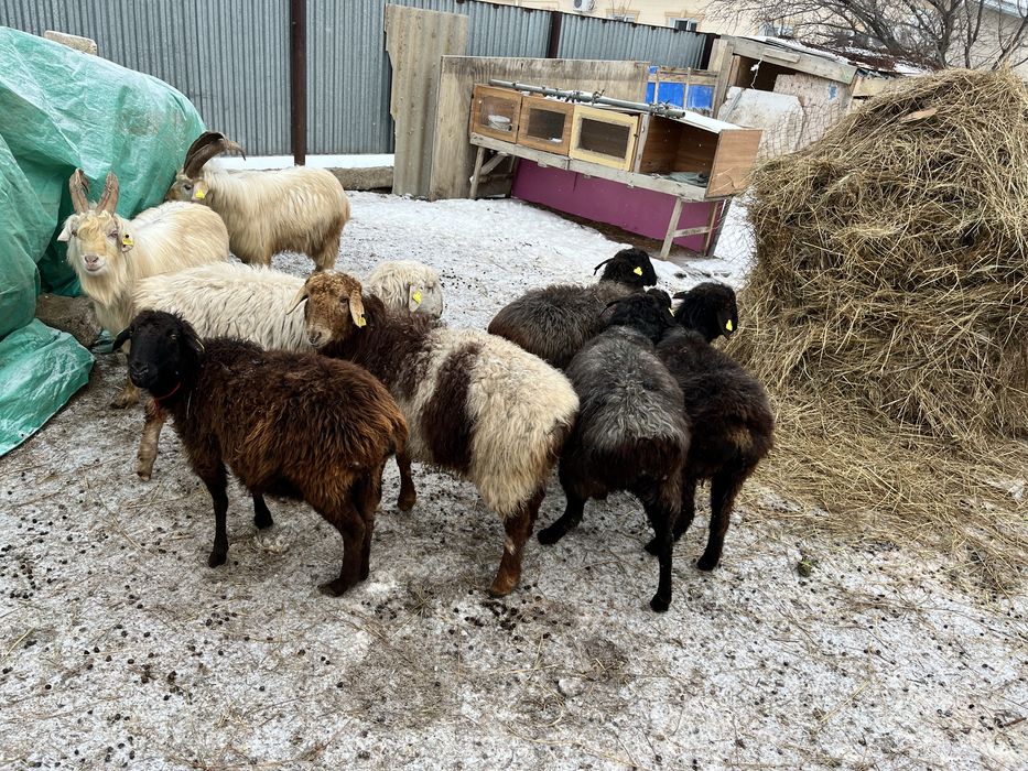 Серкелер Қысыр қойлар буаз қой сатылады