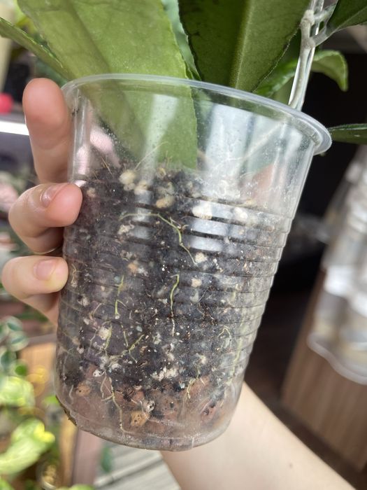 Хоя Финлансони Лонг Лиф