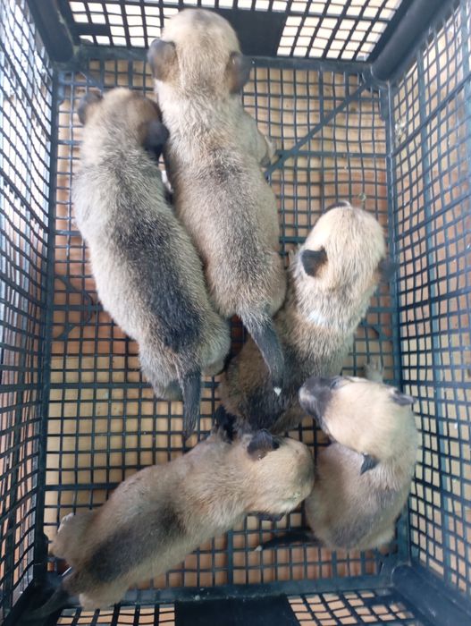 Donez cățeluș talie mică/medie