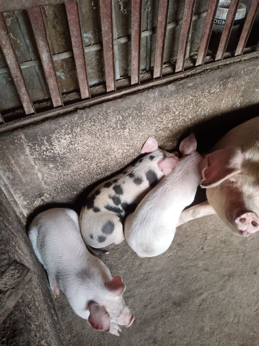 Продавам малки прасета