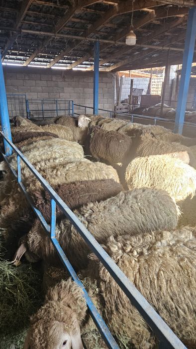 Тоқты откормда тұрған