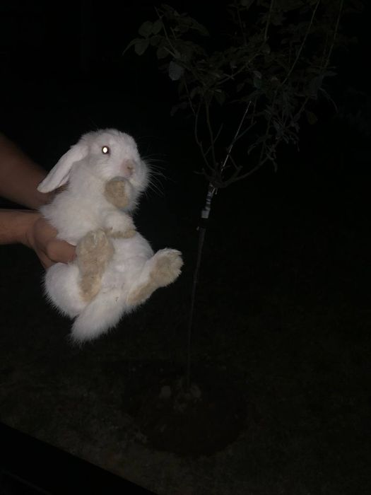 Заец quyon зайчик барашка