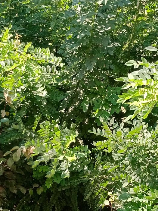 Manzarali va mevali kuchatlar  1.5mdan 3.5 metrgacha termiz