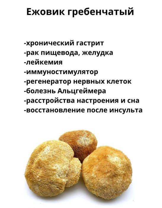 Ежовик гребенчатый,  Рейши