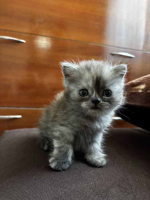 Продам котят, шотландские.