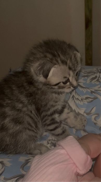 кошка шотланский веселуха