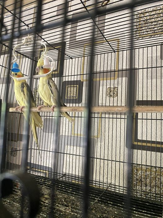 Корелла попугай сотилади