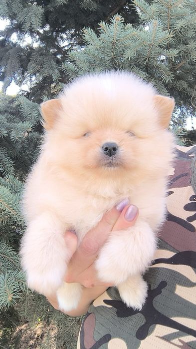 Шпицы мальчики готовы к переезду