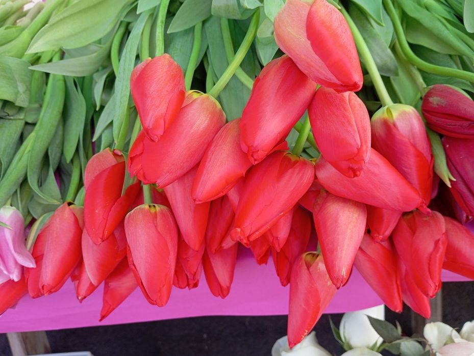 Тюльпаны в розницу