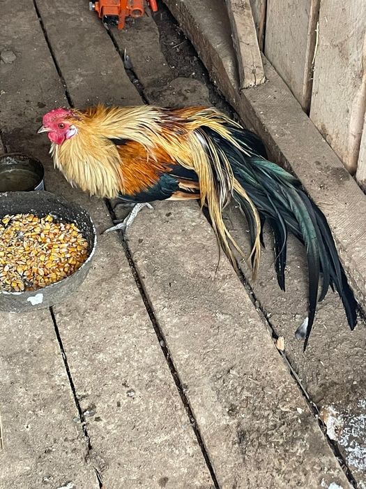 Vând 3 cocoși rasa phoenix