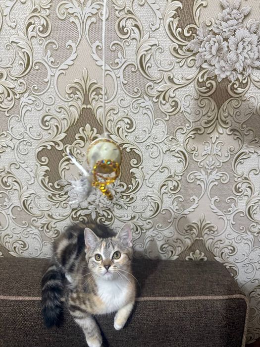 Котята  игривые в добрые руки