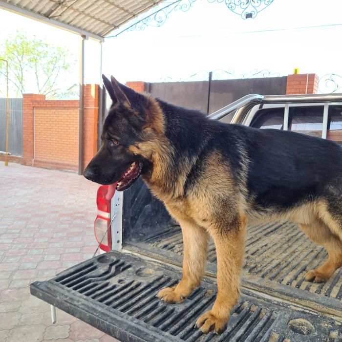 Авчарка кушык сатылады