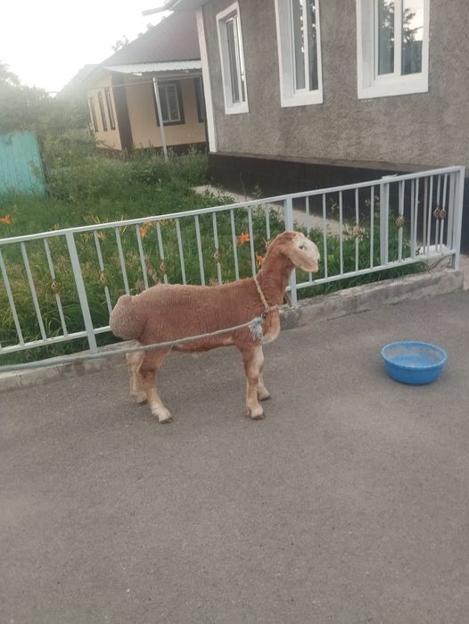 Продам арашан породный