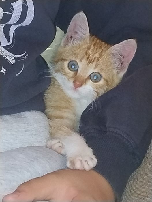 Подарявам мъжко котенце