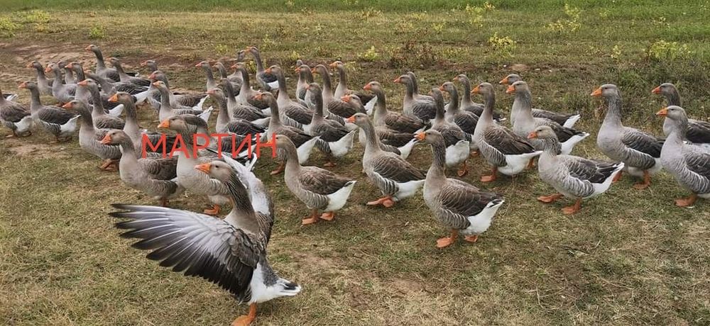 Яйца от гъски, гъши яйца