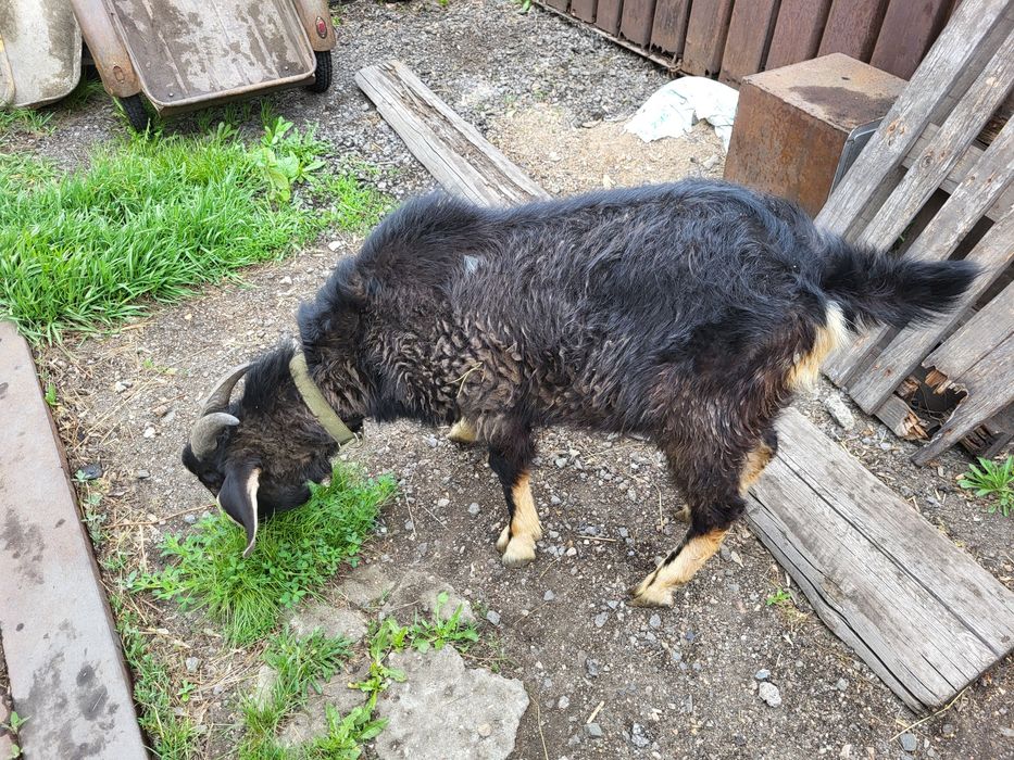 Козёл молочной пароды Альпийская