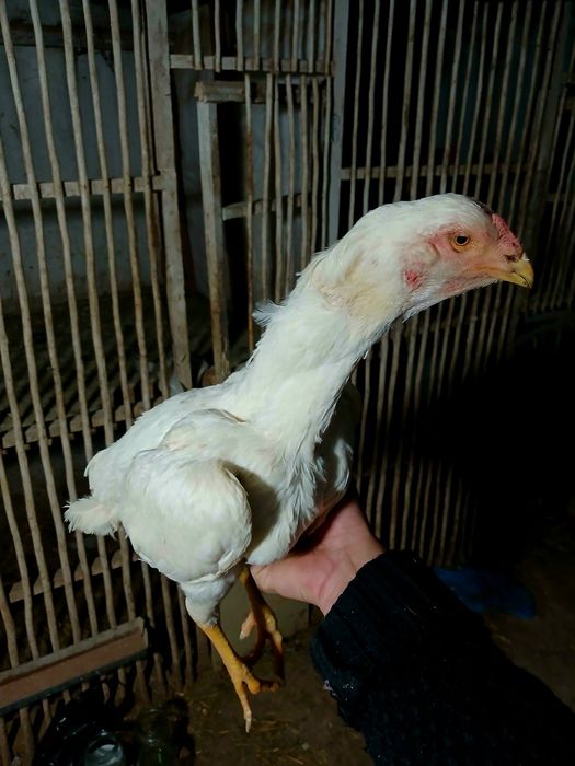 Sotladi oq tule tovu