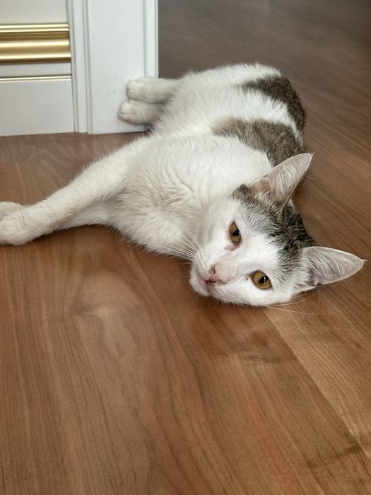 Отдам кота 1 год в хорошие добрые руки бесплатно