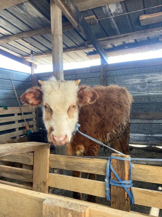 Бычки 6-7 месяцев