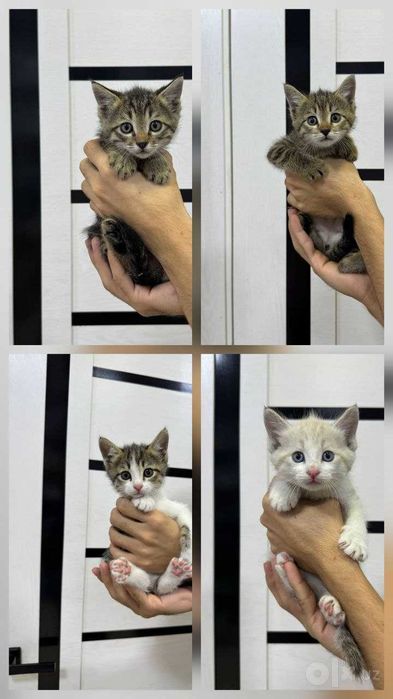 Милые котята в добрые руки