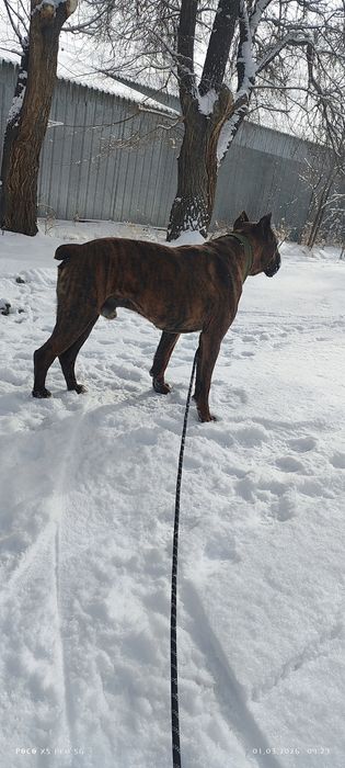 Вязка немецкий боксер