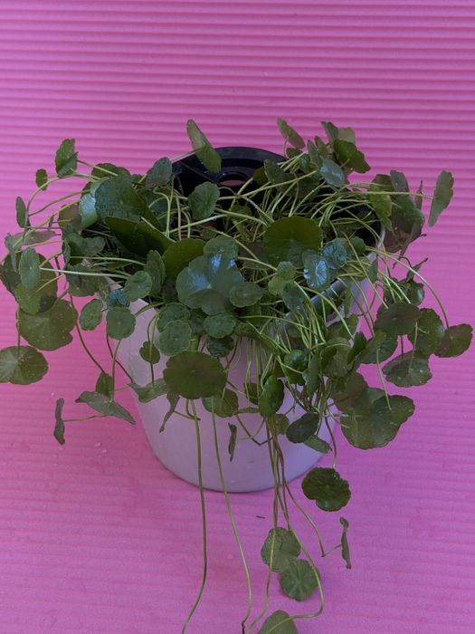 Дихондра на гидропонике