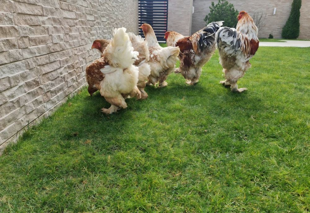 Vand pui Brahma pe 15 culori.Trimit in Tara!!