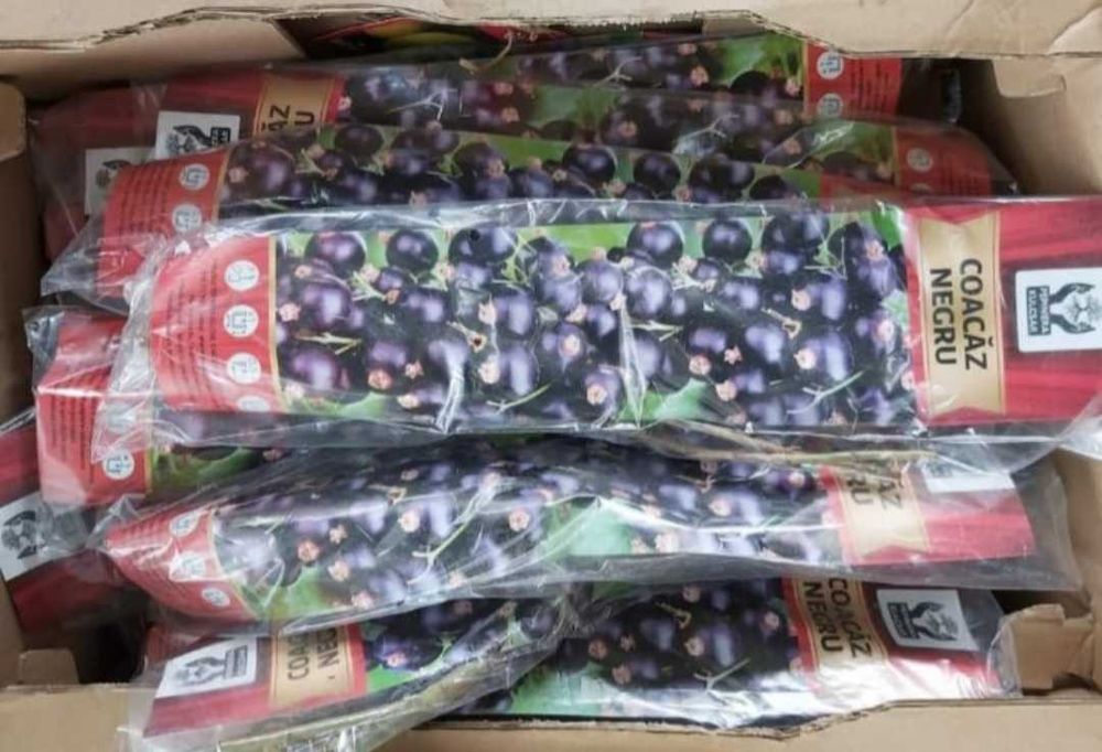 butasi de fructe de padure ambalati si etichetati