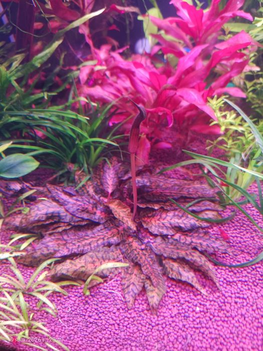 Растения для аквариума