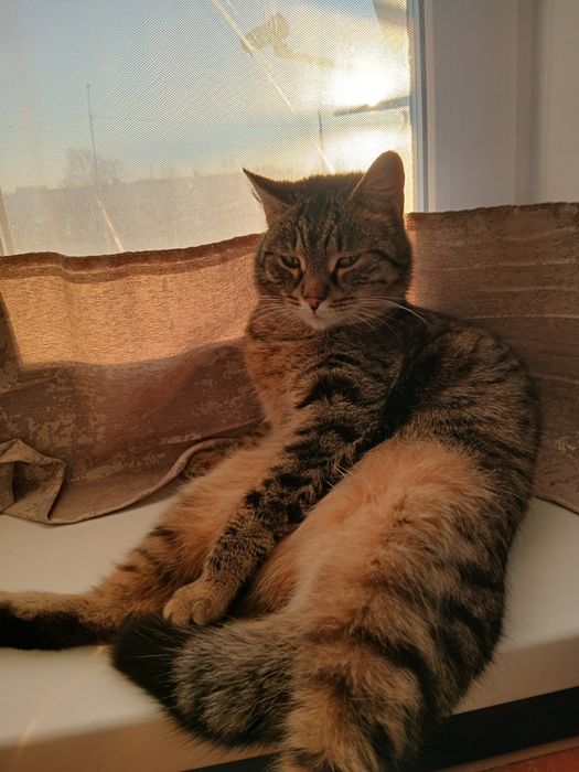 Кошечка в добрые руки
