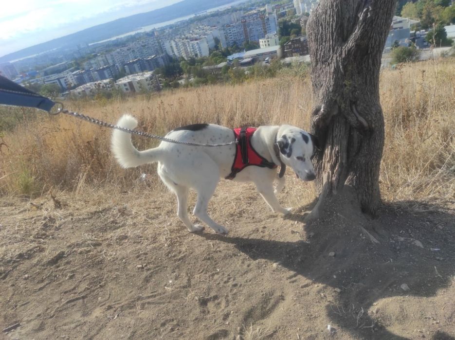 Порода: брейдън, Подарява се ,търси грижовни стопани