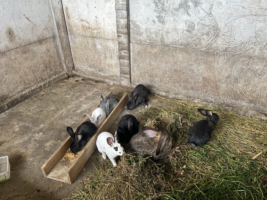 Iepuri uiras german si altele