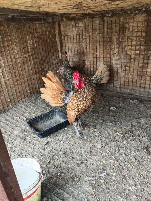 Ухейилюль  и сибрайт цыплята