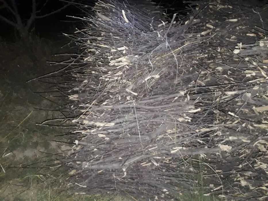 Utin sotiladi olma daraxti