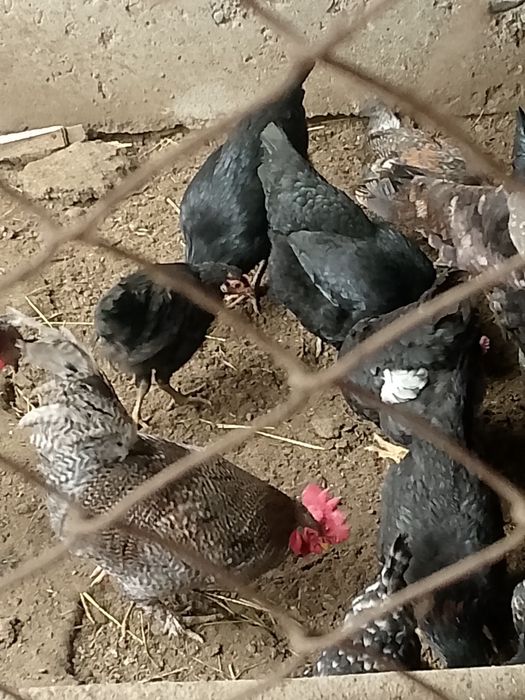 Ozimizi jaydari xoroz sotiladi