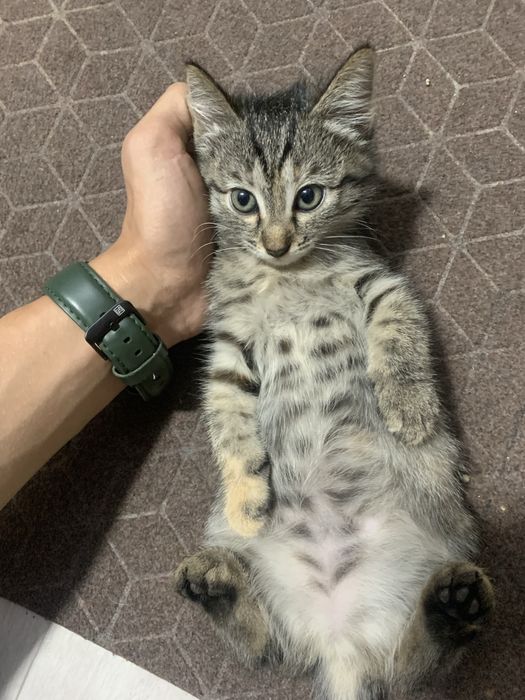 Отлам 2 котенка в хорошие руки