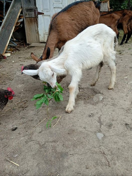 Vând iadă  alpin și ied sannen