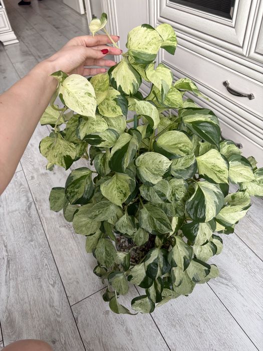 Цветы комнатные Эпипремнум хэппи лиф (happy leaf)