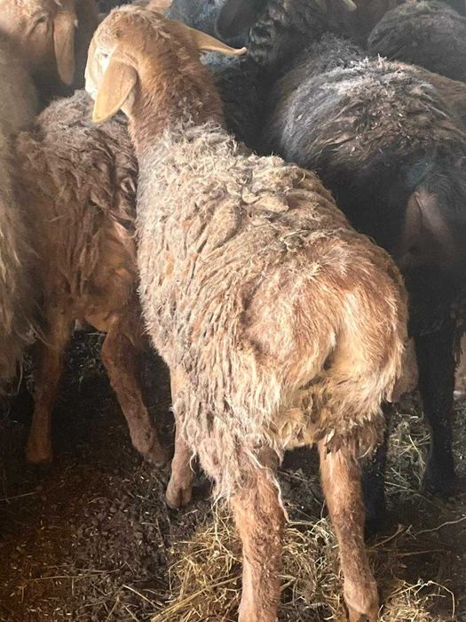 Бараны и овцы в Наримановке