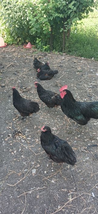 Găini australorp și ouă pentru incubat